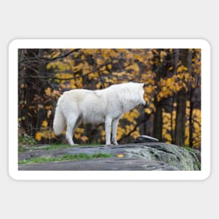 Arctic Wolf - Parc Omega, Quebec Sticker